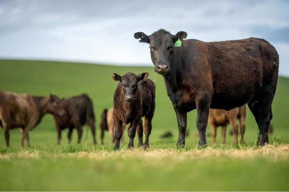 bristol farms angus beef