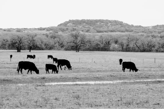 freemyer farms